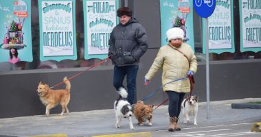 Câinii maidanezi fac legea în Constanța. Noul ecarisaj, doar pe hârtie; adăpostul - ferecat! - 6