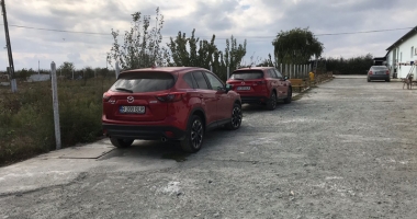 Maidanezii fac legea la Constanța! Adăpostul e ferecat, iar străzile - pline de câini - 7