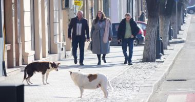 Câinii maidanezi fac legea în Constanța. Noul ecarisaj, doar pe hârtie; adăpostul - ferecat! - 7