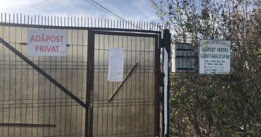Câtă cruzime, câtă barbarie... "E ceva  de neimaginat pentru o țară europeană!" - 3