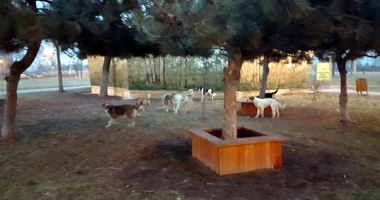 Maidanezii revin în forță, în Constanța. Haite de câini au pus stăpânire pe oraș - 8