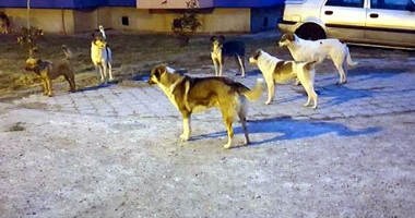 Maidanezii revin în forță, în Constanța. Haite de câini au pus stăpânire pe oraș - 5