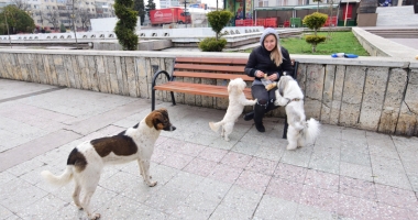 Maidanezii fac legea la Constanța! Adăpostul e ferecat, iar străzile - pline de câini - 9