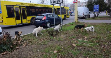 Maidanezii, stăpâni pe Constanța! De astăzi, se reia capturarea câinilor comunitari - 4