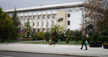Maidanezii, stăpâni pe Constanța! De astăzi, se reia capturarea câinilor comunitari - 6