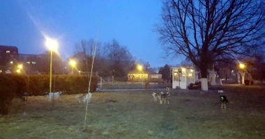 Maidanezii revin în forță, în Constanța. Haite de câini au pus stăpânire pe oraș - 2