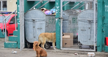 Maidanezii fac legea la Constanța! Adăpostul e ferecat, iar străzile - pline de câini - 10
