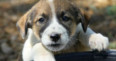 Stire din Social : Maidanezii adunați de pe străzi nu sunt eutanasiați. Campanie de adopție a câinilor, la Constanța
