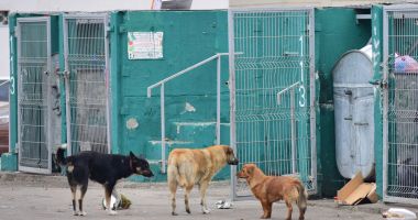 Maidanezii, stăpâni pe Constanța! De astăzi, se reia capturarea câinilor comunitari - 2