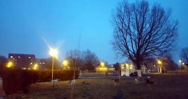 Maidanezii revin în forță, în Constanța. Haite de câini au pus stăpânire pe oraș - 6