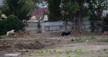 Maidanezii fac legea la Constanța! Adăpostul e ferecat, iar străzile - pline de câini - 12