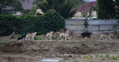Maidanezii fac legea la Constanța! Adăpostul e ferecat, iar străzile - pline de câini - 15