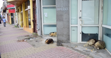 Stire din Social : Maidanezii fac legea la Constanța! Adăpostul e ferecat, iar străzile - pline de câini