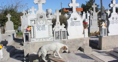 Maidanezii, pericolul dintre morminte. Cimitirul Central, casă pentru haitele de câini - 2
