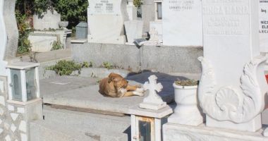 Stire din Social : Maidanezii, refugiați în cimitir. Și-au făcut culcușuri printre morminte și pândesc din bălării
