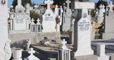 Maidanezii, pericolul dintre morminte. Cimitirul Central, casă pentru haitele de câini - 4