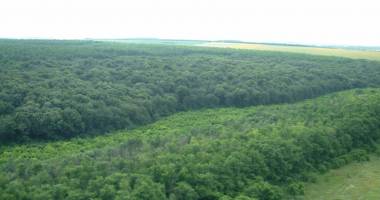 Unde au dispărut pădurile din județul Constanța - 4