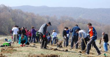 Stire din Social : Unde au dispărut pădurile din județul Constanța