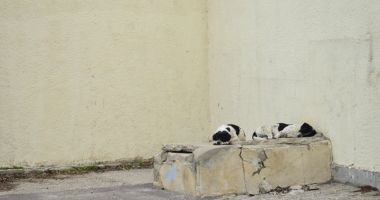 Ruine, bălării și maidane. "Jungla" din curtea Palatului Copiilor - 12