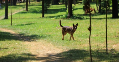 Dezastrul din Parcul de la Primărie.  "Să fie scoși la muncă asistații social din cartierul Henri Coandă!" - 2