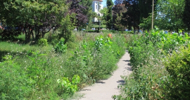 Dezastrul din Parcul de la Primărie.  "Să fie scoși la muncă asistații social din cartierul Henri Coandă!" - 4