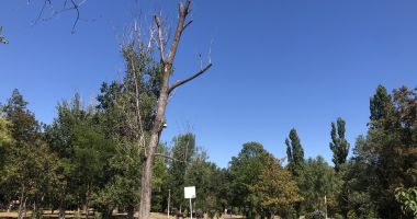 Pârjol în Parcul Tăbăcărie. Iarbă arsă și copaci uscați, în cel mai mare parc al Constanței - 3
