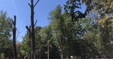 Pârjol în Parcul Tăbăcărie. Iarbă arsă și copaci uscați, în cel mai mare parc al Constanței - 6