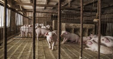 Stire din Social : Pesta porcină amenință gospodăriile. Focar descoperit la o fermă din Cumpăna