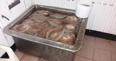 Mizerii servite constănțenilor! Cine dirijează din umbră Mafia peștelui - 3