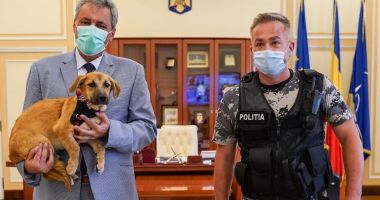 Stire din Eveniment : Ordonanță pentru înființarea Poliției Animalelor. Cum vor putea acționa oamenii legii