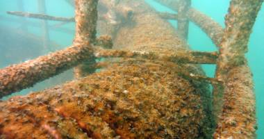 Recifele din Marea Neagră au prins viață - 2