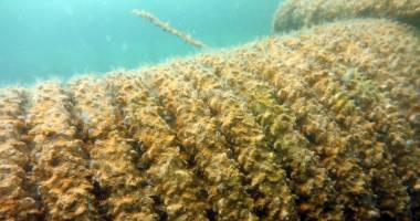 Recifele din Marea Neagră au prins viață - 3