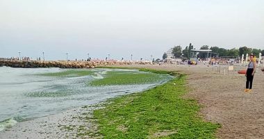 Stire din Social : Algele de pe malul mării dau bătăi de cap operatorilor. "Fenomenele se pot amplifica!"