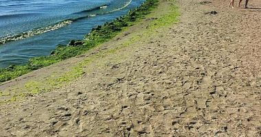 Algele de pe malul mării dau bătăi de cap operatorilor. "Fenomenele se pot amplifica!" - 8