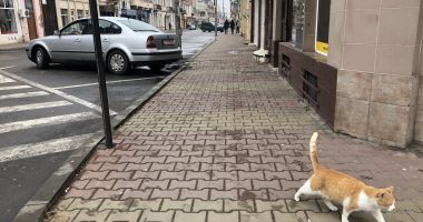 Case abandonate, afaceri ruinate, circul foamei - în buricul târgului - 8