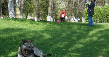 Stire din Social : "Nu vrem ca ai noștri copii să se joace printre rahați de câini!"