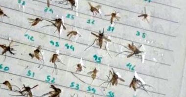 Constanța, invadată de țânțari și gândaci. Mai lipsesc șobolanii și șerpii! - 3