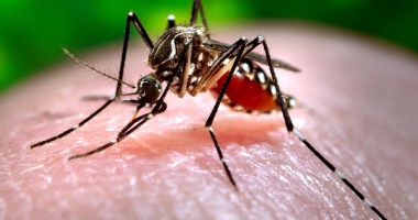 Stire din Sănătate : Alertă la Constanța! Cum să preveniți infecția cu virusul West Nile