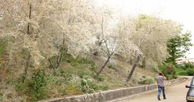 IMAGINI ÎNFRICOȘĂTOARE LA CONSTANȚA. "În viața mea nu am văzut așa ceva" - 2