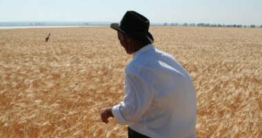 Stire din Economie : Agricultorii constănțeni mizează pe culturile de grâu și orz