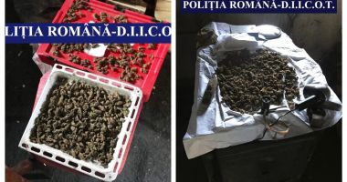 Stire din Eveniment : PERCHEZIȚII la Techirghiol și Eforie. Patru indivizi, arestați pentru trafic de minori și droguri!