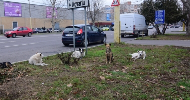 Stire din Social : Sufocați de rahați! Cine adună maidanezii de pe străzile din Constanța