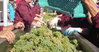Stire din Economie : Umplem butoaiele cu vin anul acesta? Iată ce producții se anunță