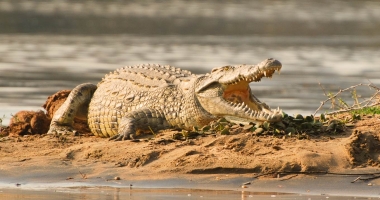 ȘOCANT. Fotbalist, ucis de crocodil în timp ce se antrena