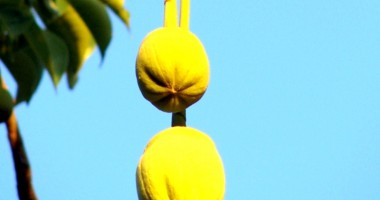 Fructele baobabului - comori cu vitamina C