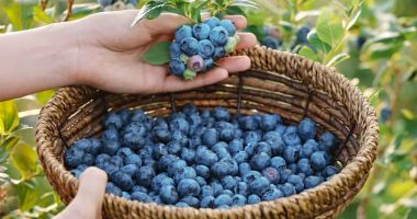 Stire din Sănătate : Fructe pe care trebuie să le introduceți, neapărat, în alimentație