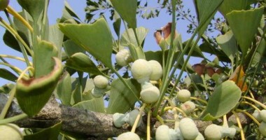 Stire din Diverse : Ginko biloba, "leacul" pentru mintea obosită