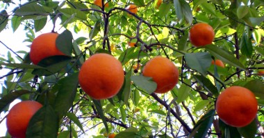 Stire din Economie : Fructele meridionale și tropicale "originare" din Chișinău  sunt scutite de taxe vamale