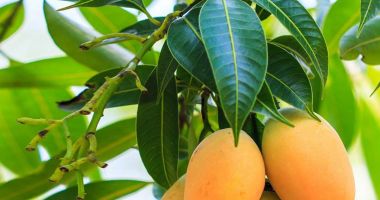 Stire din Sănătate : Frunzele de mango ajută la ameliorarea răcelilor, bronșitei și astmului