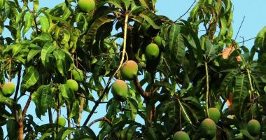 Frunzele de mango au proprietăți antioxidante și antiinflamatorii